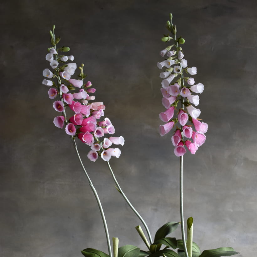 Foxglove