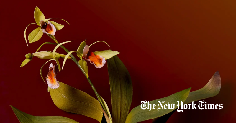 Orchids are Highly Prized in the West. In the S. Pacific, They’re Everywhere by Meara Sharma