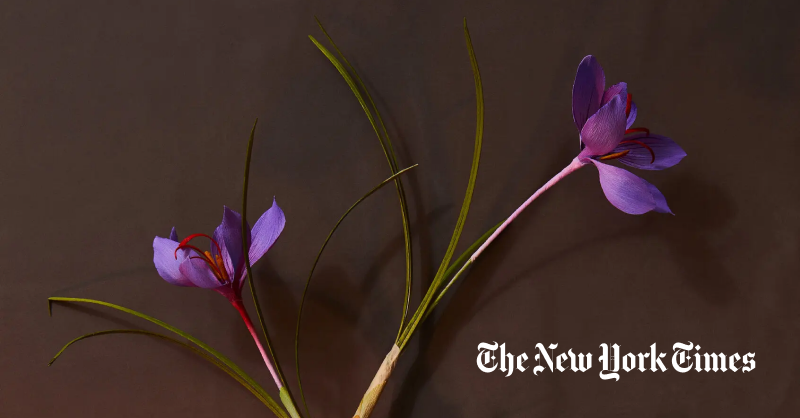 How the World’s Most Expensive Spice is Grown — Saffron by Jenny Comita