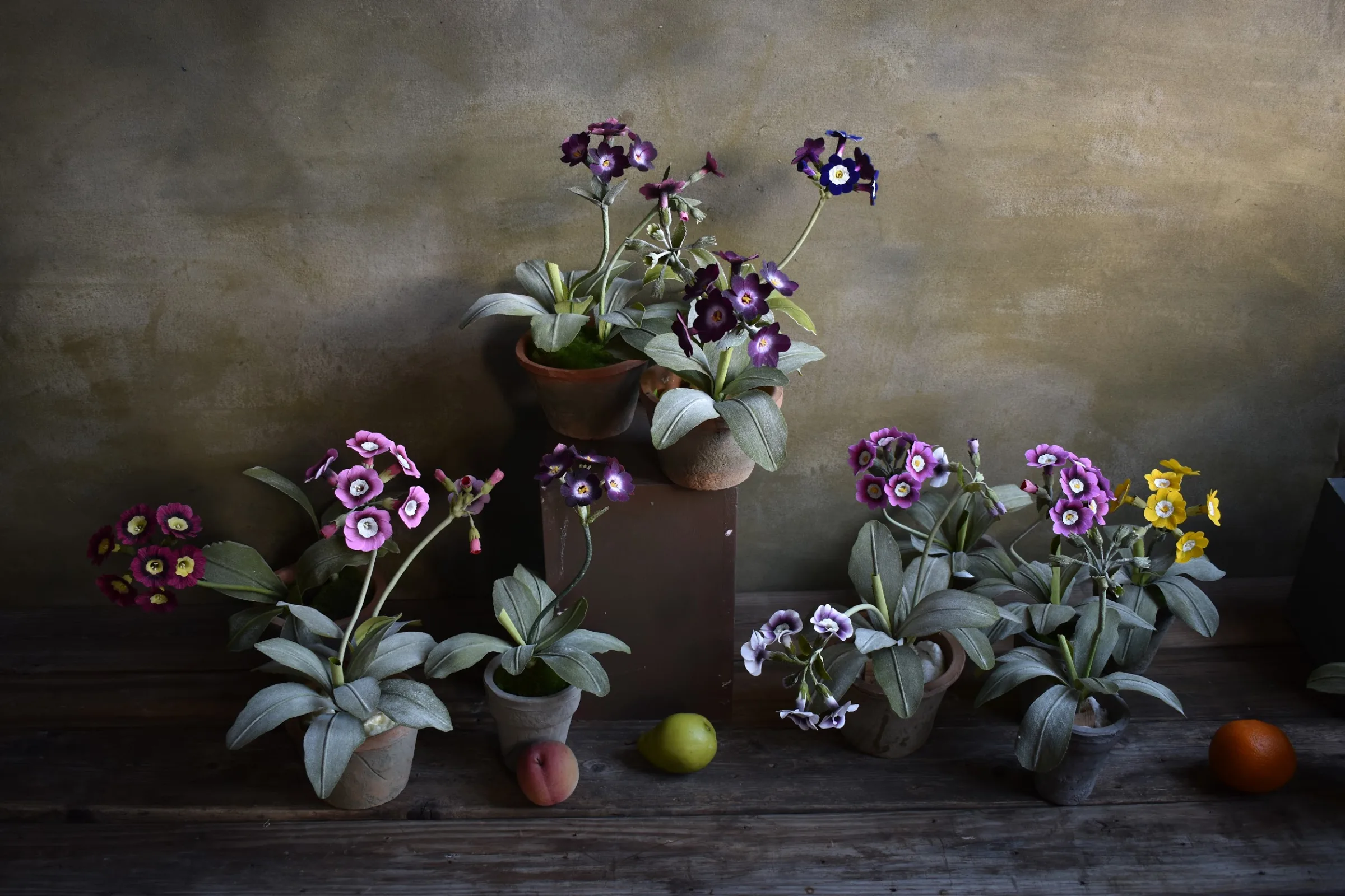 Auricula