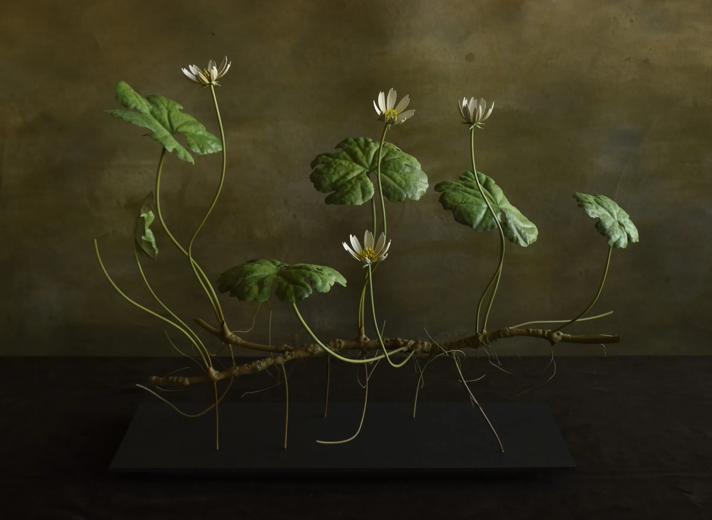 Bloodroot
