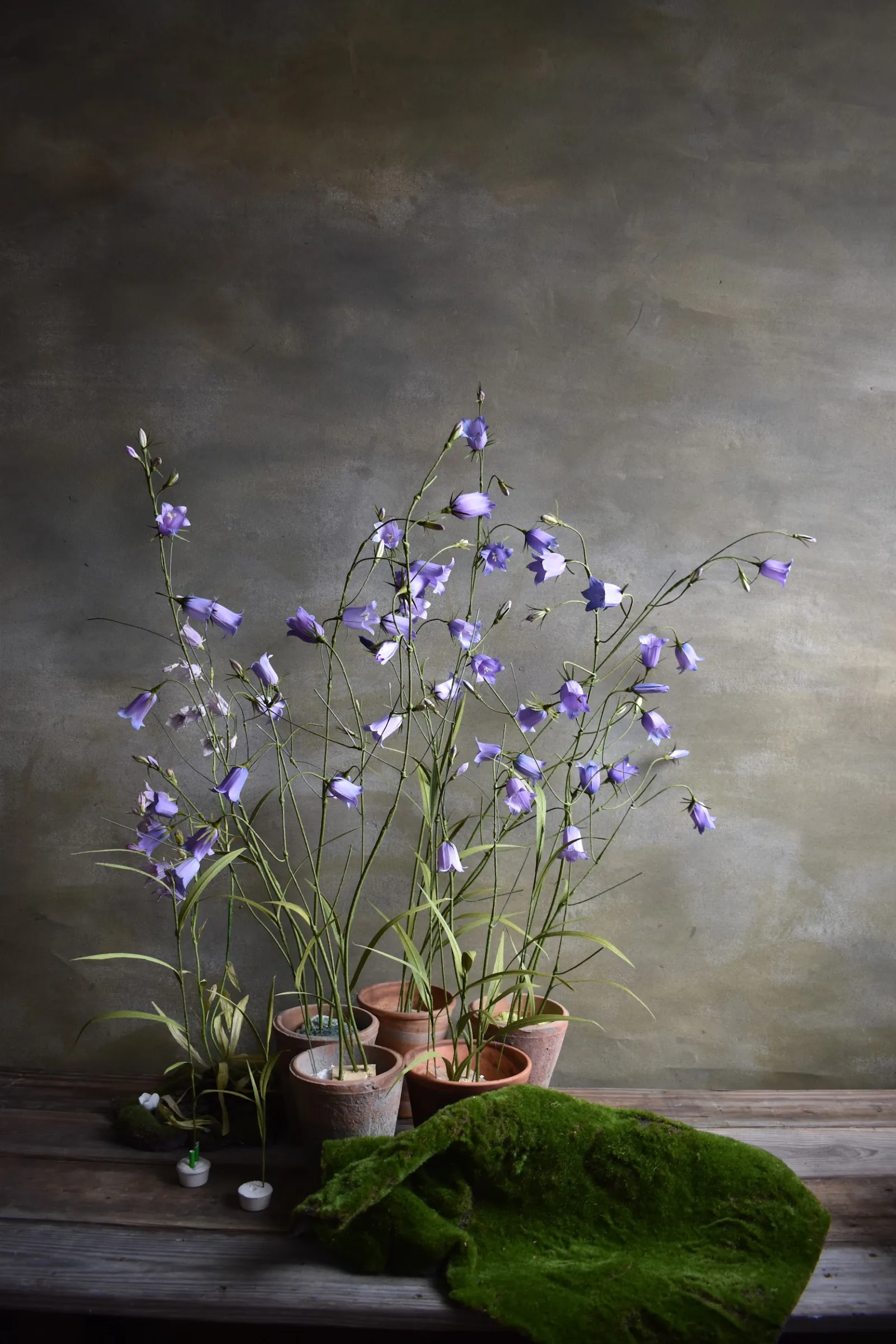 Bluebell