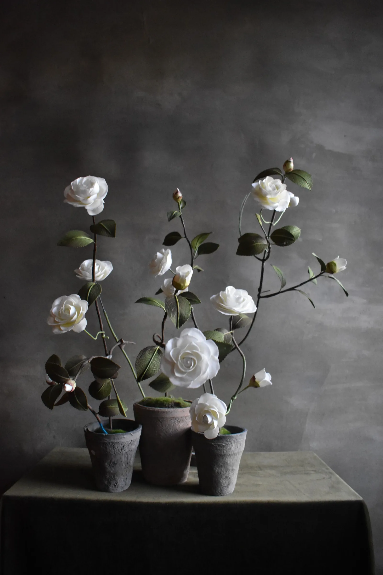 Camellia