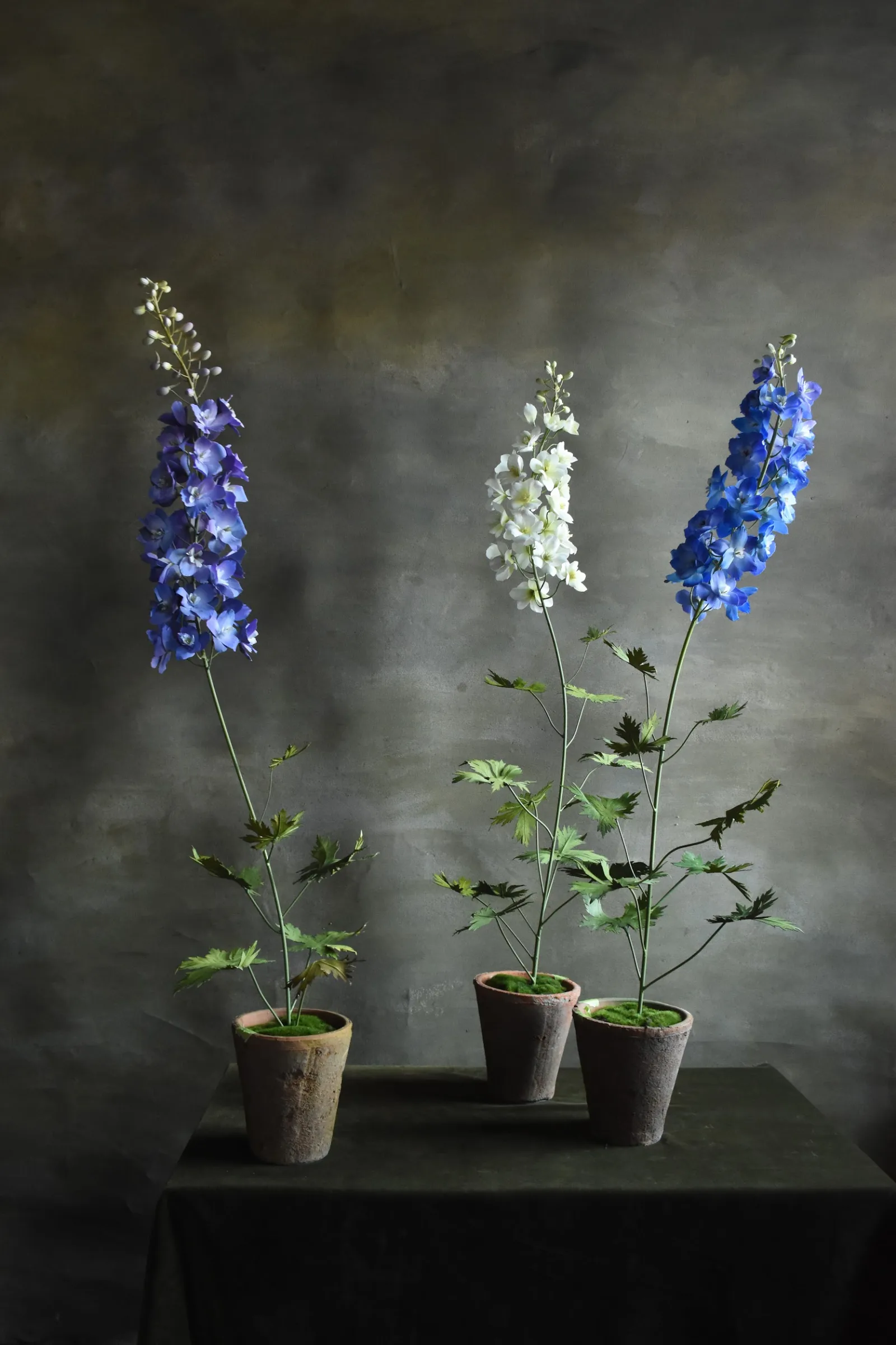 Delphinium