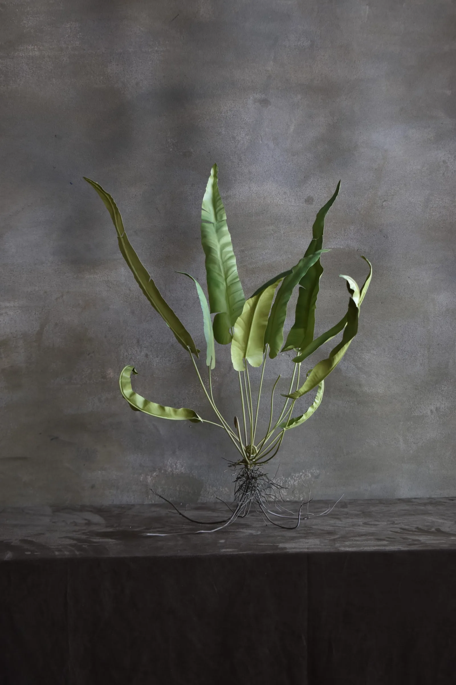 Fern