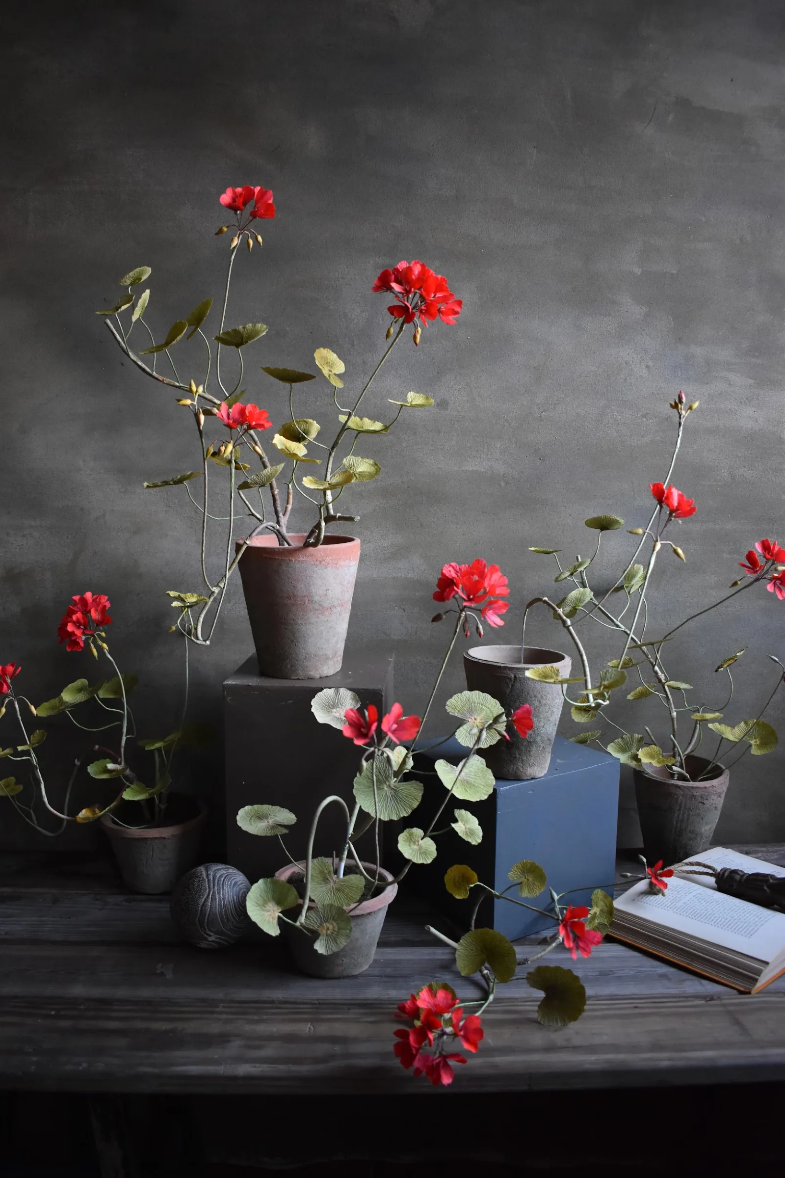 Geranium