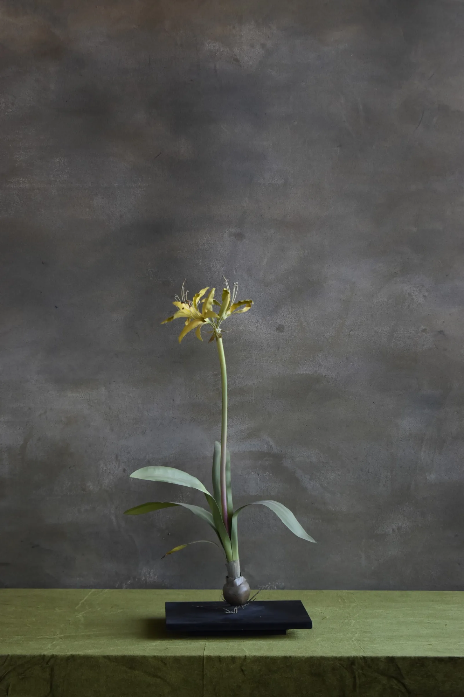 Lily Yellow