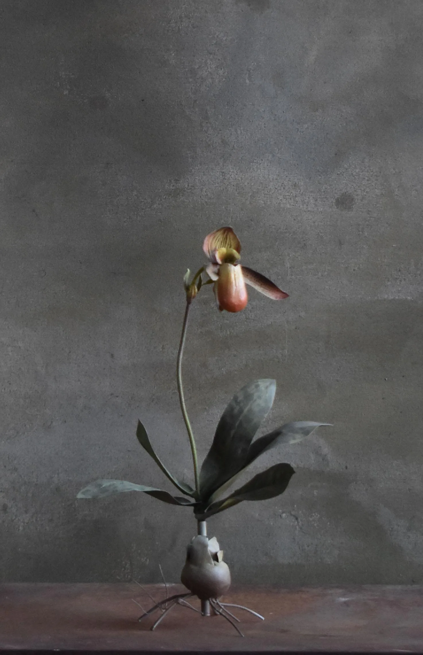 Orchid