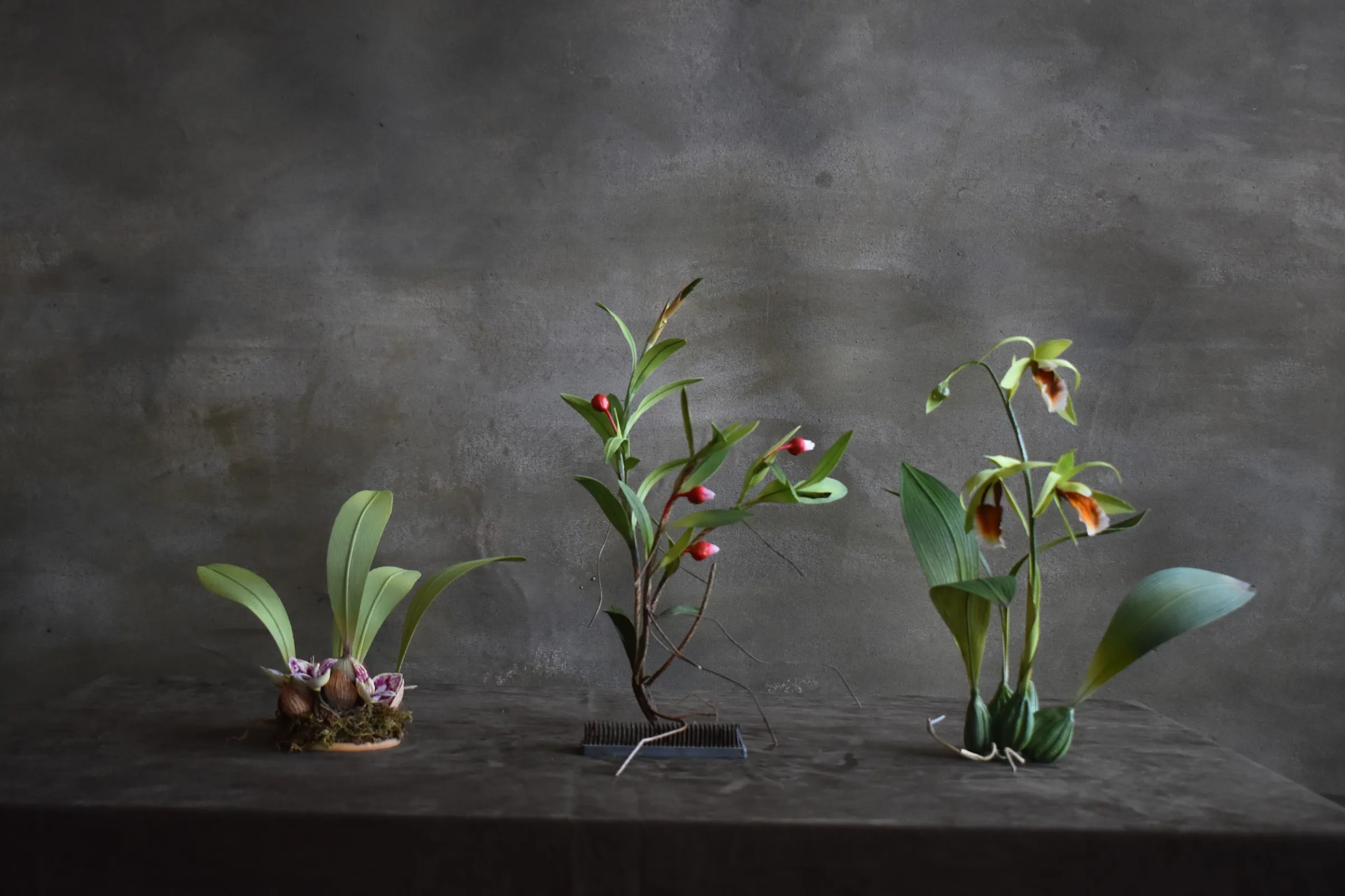 Orchids