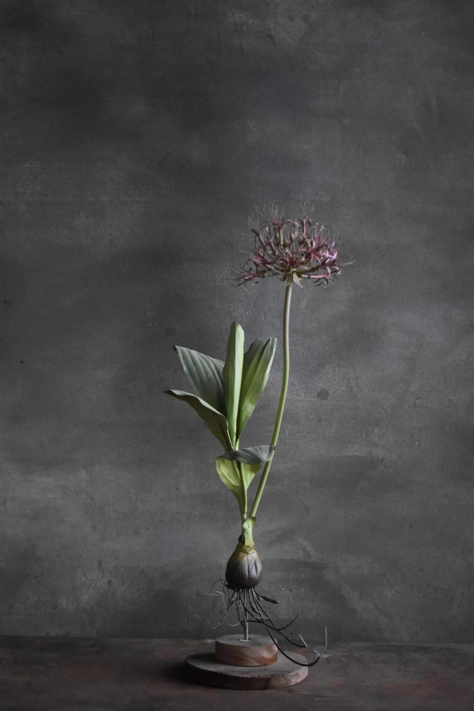 Scadoxus Multiflorus