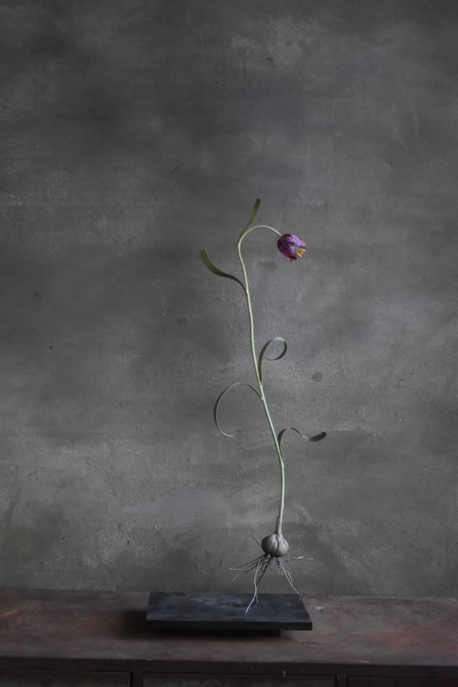 Snake Head Fritillary