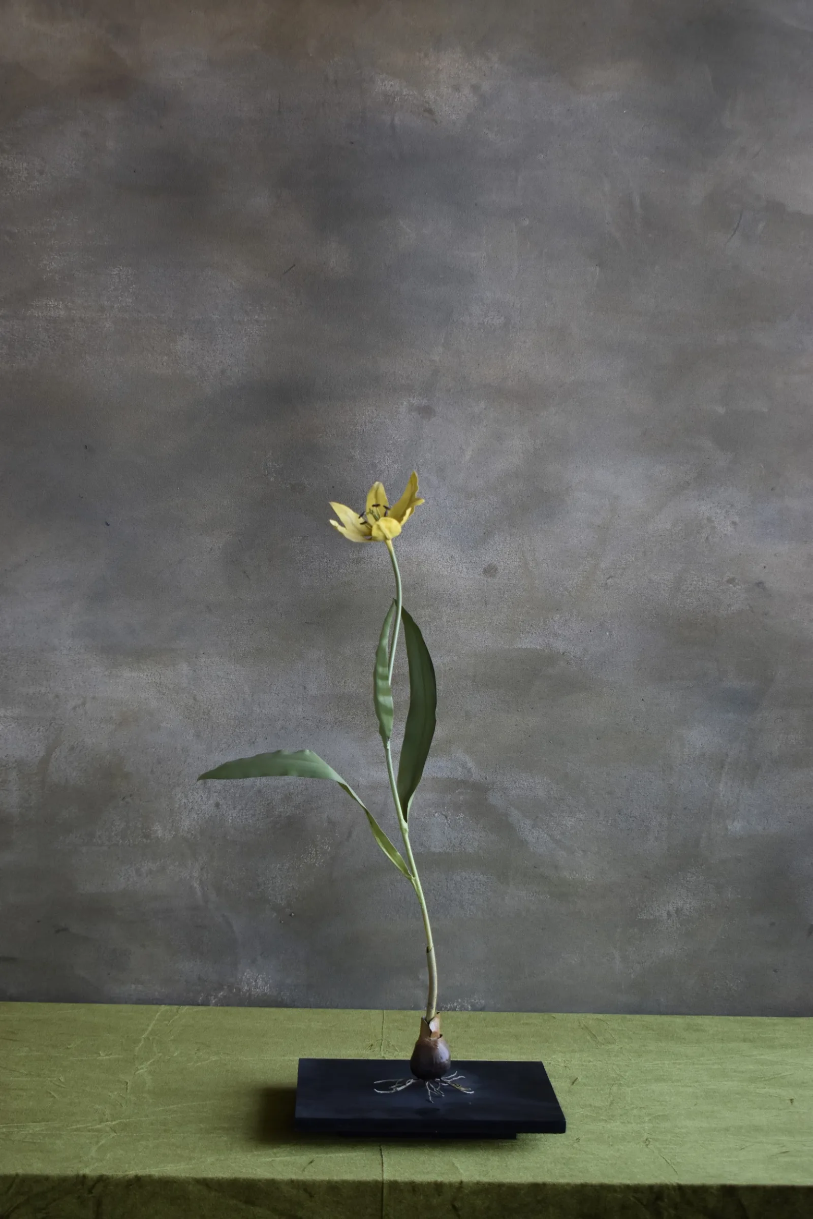 Tulip Yellow